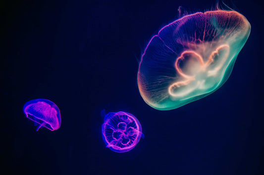 What Sea Creatures Symbolise – And Which One Represents You?