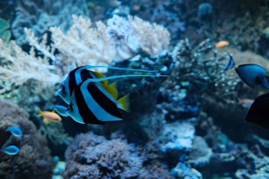 Why the Ocean Needs Us and What You Can Do to Help