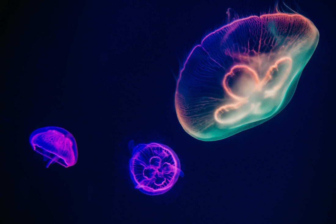What Sea Creatures Symbolise – And Which One Represents You?